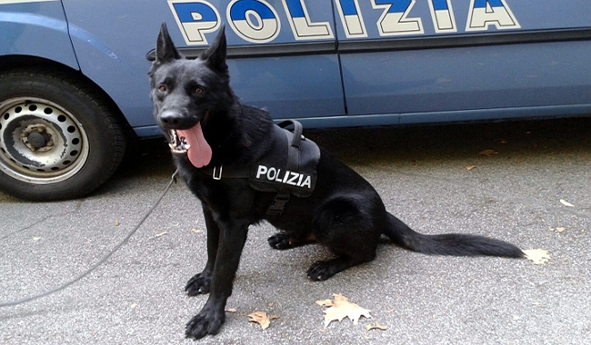 Controlli antidroga nelle scuole di Parma con il prezioso ausilio di Jago, Poliziotto a quattro zampe.