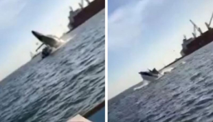 Balena salta su uno yacht
