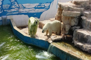 Giornata Mondiale dell&#039;Orso Polare. Gli orsi polari sono a rischio: salviamoli!