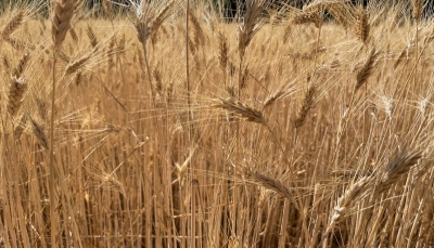 Cereali e dintorni. In attesa dell’USDA del 12 agosto 