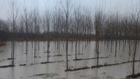 Alluvione, Andrea Leoni (Fi-Pdl): 