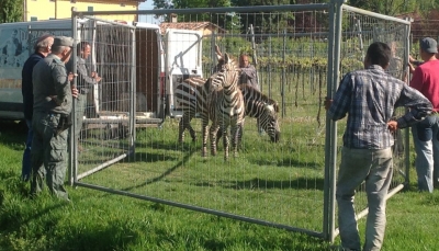 Reggio Emilia. Polizia provinciale di nuovo a caccia di…zebre  