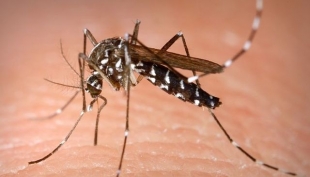 Caso accertato di malattia dengue a Reggio Emilia