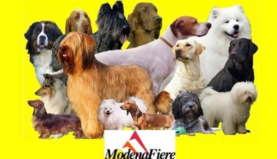 A Modena arrivano i cani più belli, rari e curiosi al mondo