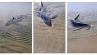 Uno squalo arriva sino a riva. Fuggi fuggi dei bagnanti in Puglia