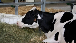 Nuova Zelanda: aumentano le vacche macellate