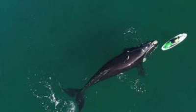 Incredibile. Una balena spinge un paddle board con la sua pinna - VIDEO