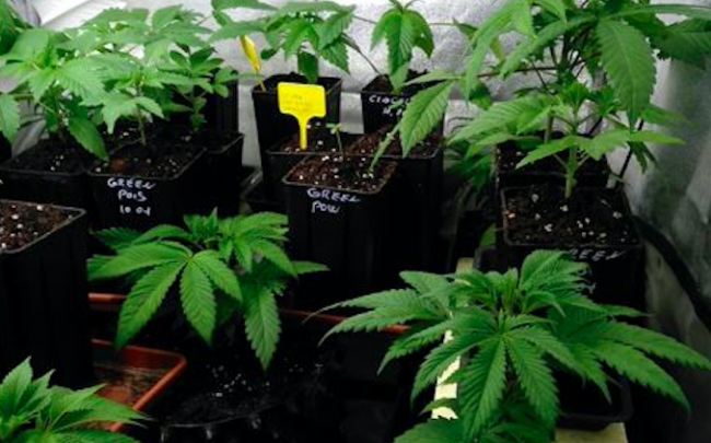 Scoperta a Fornovo di Taro una vera e propria produzione di marijuana: sequestrate 112 piante