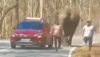 All'elefante non piacciono i selfie (video)