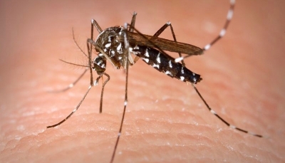 Sospetto caso di Dengue in provincia di Parma