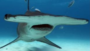 In Florida è lo squalo martello a &quot;passeggiare&quot; tra i bagnanti (video)