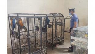 Militari del Nucleo Carabinieri CITES di Bologna denunciano un allevatore di pappagalli per violazione alle norme sul benessere animale