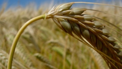 Cereali e dintorni. Dalla Francia notizie non positive per il grano.