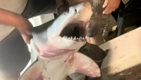 Grande squalo bianco catturato e venduto nell'Adriatico