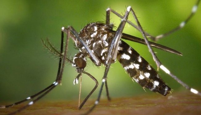 Lotta alle zanzare; in corso da alcune settimane le attività di contrasto alla proliferazione e di disinfestazione