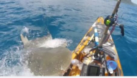 Uno squalo attacca un kayak. Video