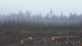 Deforestazione, stop entro il 2030.