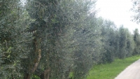 Ismea: olio d'oliva, si chiude con un meno 62% la campagna olearia