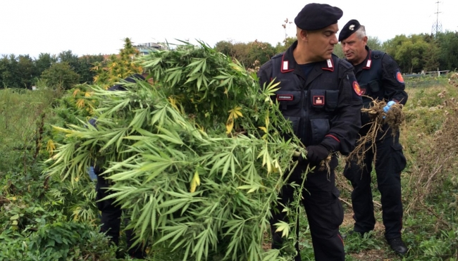 Scoperta una maxi coltivazione di marijuana da 400mila euro a Bologna