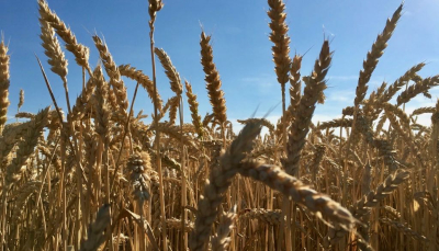 “Cereali e dintorni”: Valori relativamente bassi in attesa dell’USDA