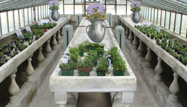 Violette di Parma, riapre la serra storica del Giardino Ducale