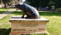 Felino: Il monumento al maiale 