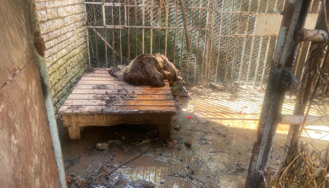 Dal Centro Fauna Selvatica “Il Pettirosso” un progetto per gli orsi bruni