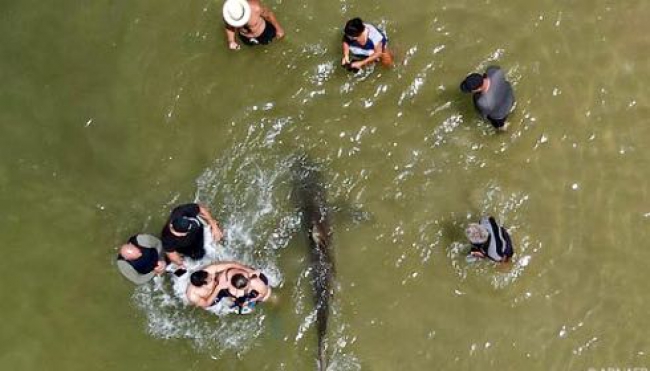 Selfie estremo: bagnanti si fotografano con gli squali.