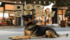 The Great Dog Show: da sabato 25 maggio a La Galleria torna il divertimento dello spettacolo cinofilo