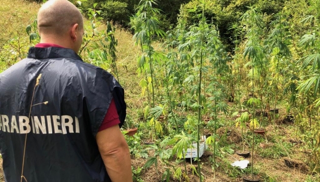 Cornigliese si dilettava nella coltivazione di marijuana, denunciato dai Carabinieri.