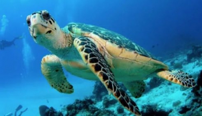 Il più grande avvistamento di tartarughe verdi in migrazione - video