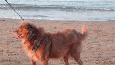 Cani, vacanze e spiagge: l&#039;Emilia-Romagna è la più dog-friendly!