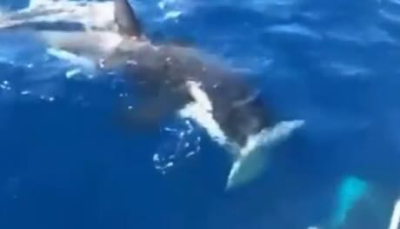 Terrore in mare. Orche attaccano una barca (Video)