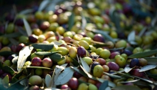 Inizia la raccolta delle olive... e le offerte Agristore