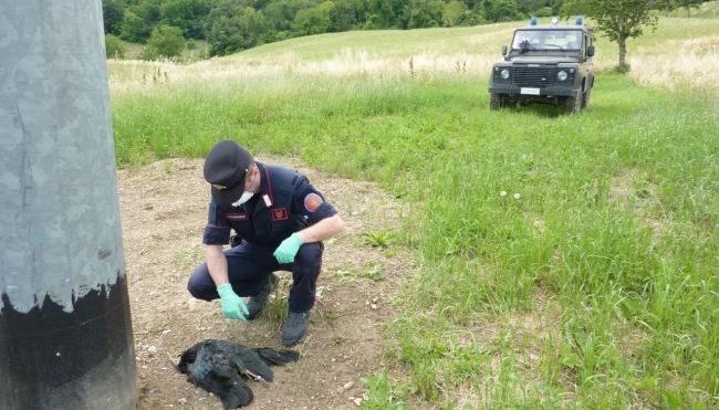 Recuperato morto dai Carabinieri Forestali un rarissimo esemplare di Ibis eremita