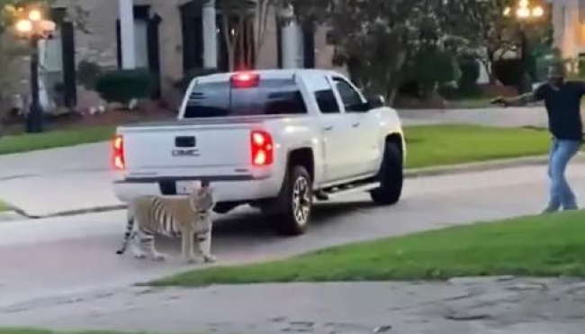 La tigre a passeggio per le vie del quartiere. Arrestato il proprietario.