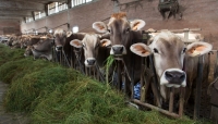 All'Università di Parma 587mila euro per due progetti di ricerca per il settore lattiero caseario