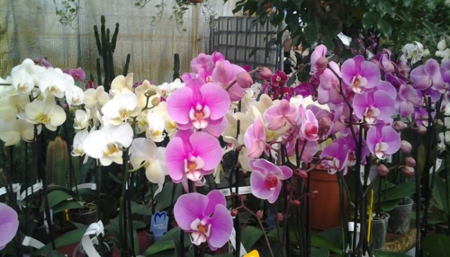 Sassuolo, Mostra Mercato &quot;Orchidee che meraviglia&quot;