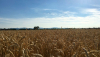 “Cereali e dintorni”. Preoccupazioni per la logistica europea