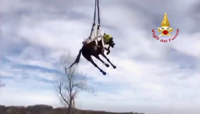 Cavallo in un dirupo: l’intervento dell’elicottero per salvarlo - FOTO