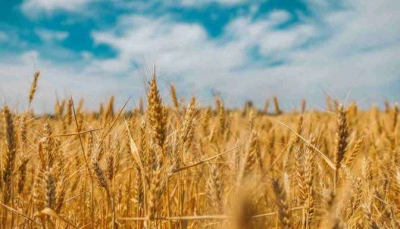 Ucraina e Polonia concordano lo sblocco del transito del grano