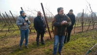  la Spergola, un vitigno tipico della zona di Scandiano, in provincia di Reggio Emilia