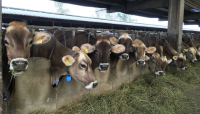 Produzioni lattiero-casearie: le analisi degli esperti in un workshop sul settore organizzato dal Consorzio agrario